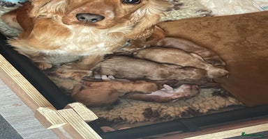 Cockapoo dogs - Advert 4