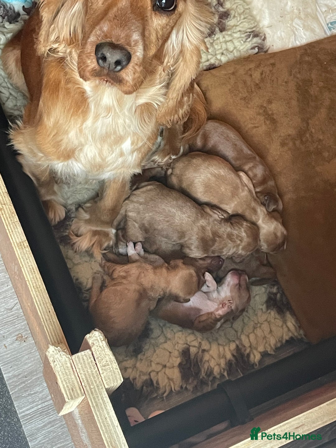 Cockapoo dogs for sale: Quality F1 Cockapoos  - Image 10