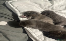 Maine Coon cats for sale: Kittens  - Image 9