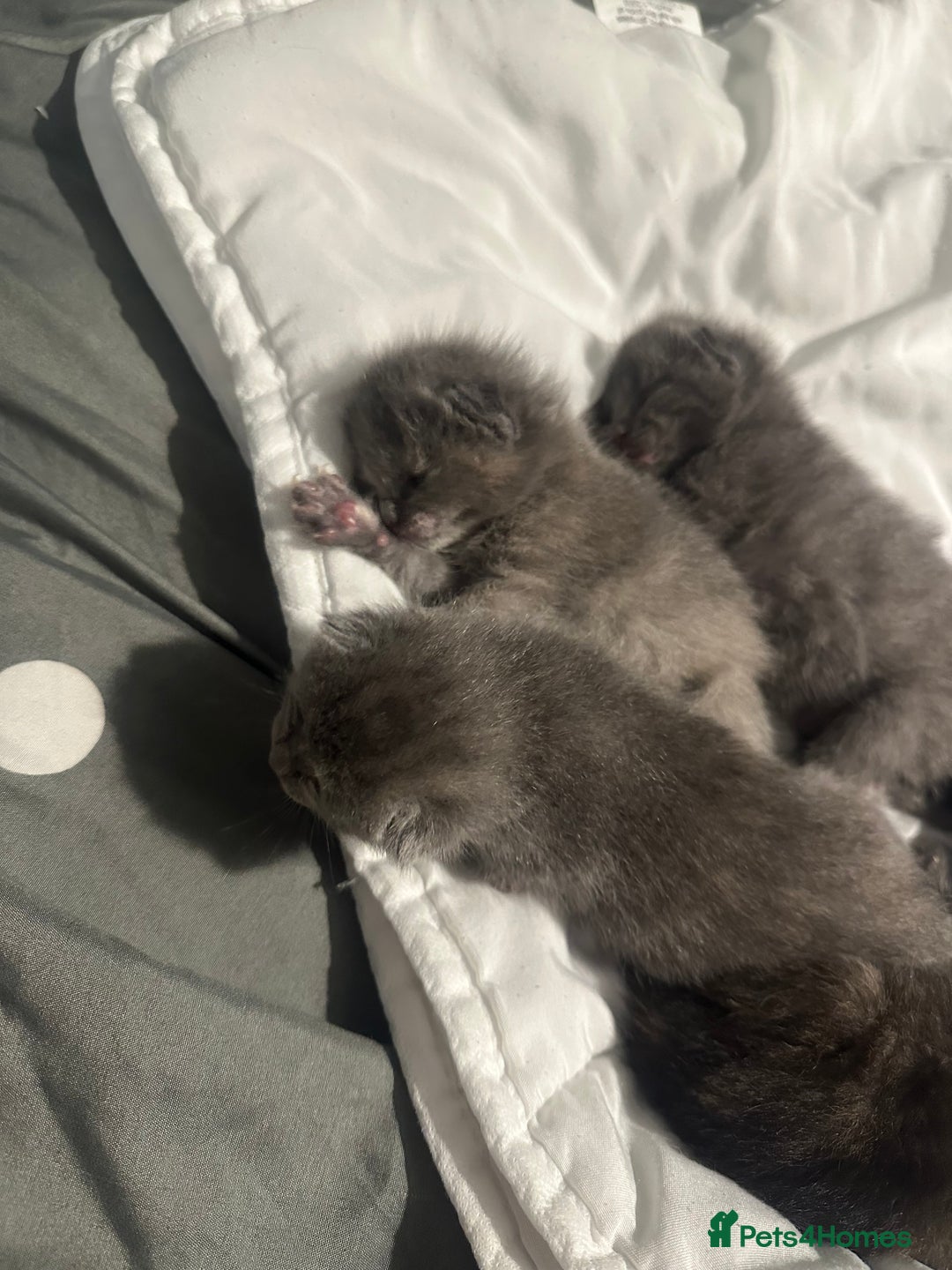 Maine Coon cats for sale: Kittens  - Image 9