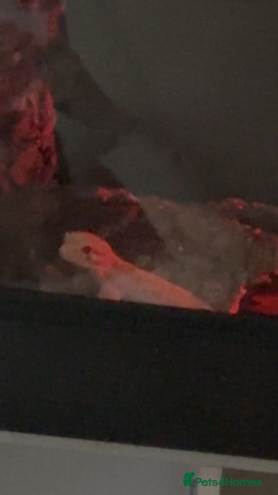 Leopard Gecko reptiles leopard gecko for sale - Advert 1