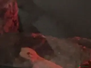 Leopard Gecko reptiles leopard gecko for sale - Advert 1