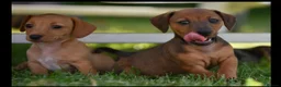 Jackshund dogs for sale: Beautiful family dogs in Bridgwater - Advert 13
