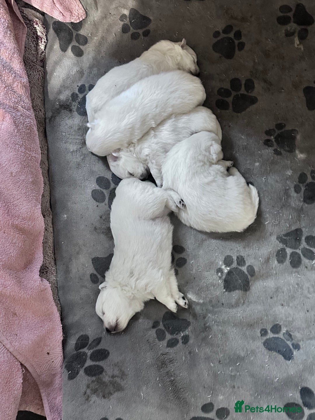 Japanese Spitz dogs for sale: Japanese spitz pups for sale  - Advert 3