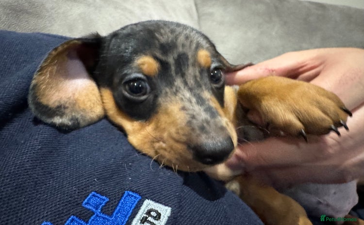 Miniature Dachshund dogs - Advert 16