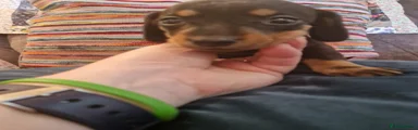 Miniature Dachshund Puppy 1
