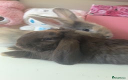 Mini Lion Lop rabbits for sale: 2 bunnys  - Image 1