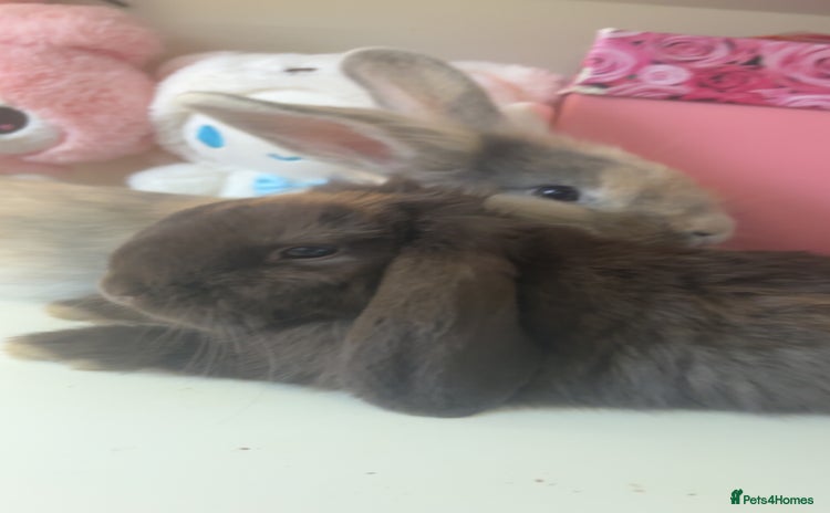 Mini Lion Lop rabbits - Advert 1