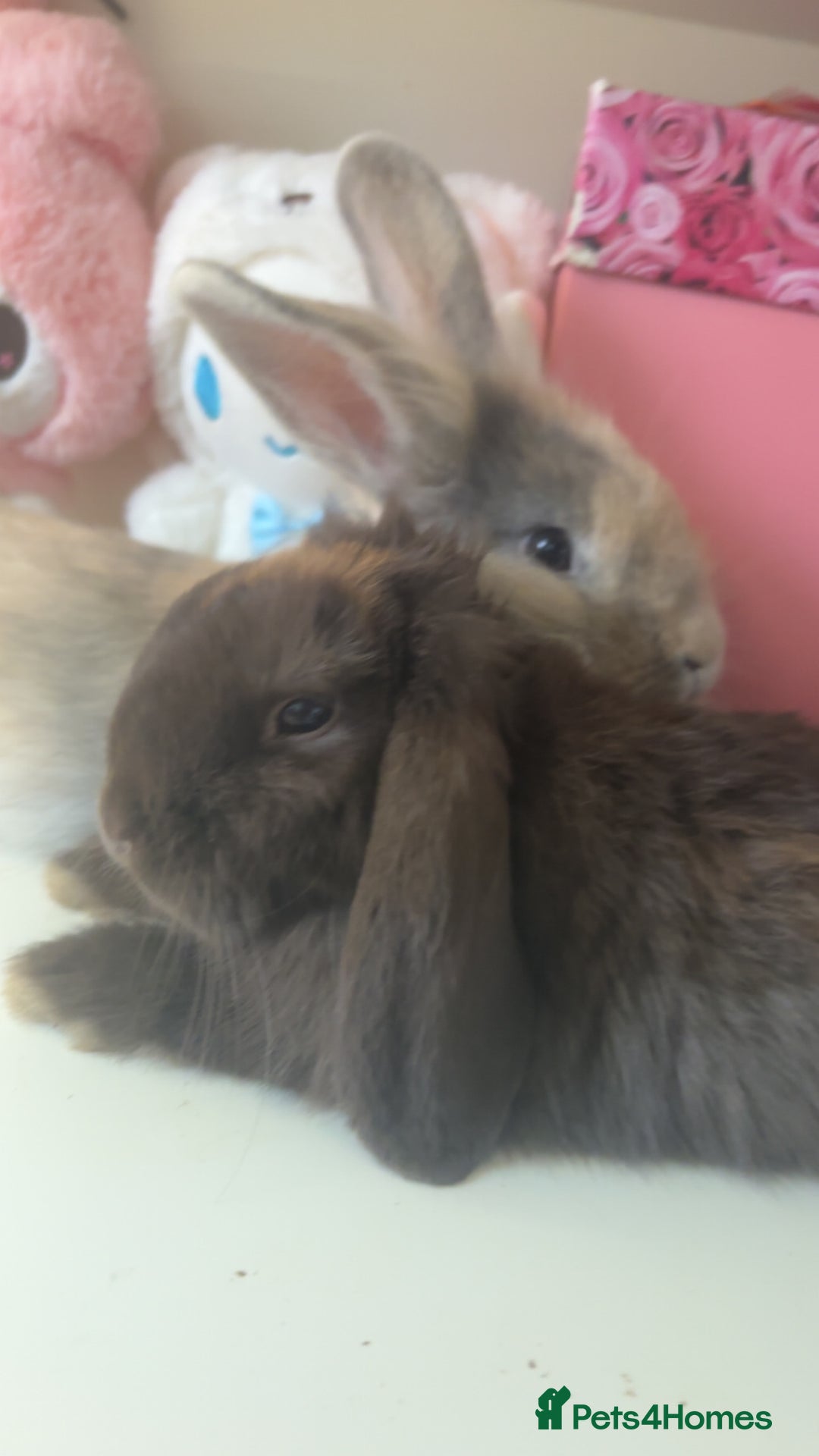Mini Lion Lop rabbits for sale: 2 bunnys  - Image 1