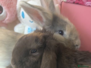 Mini Lion Lop rabbits - Advert 19