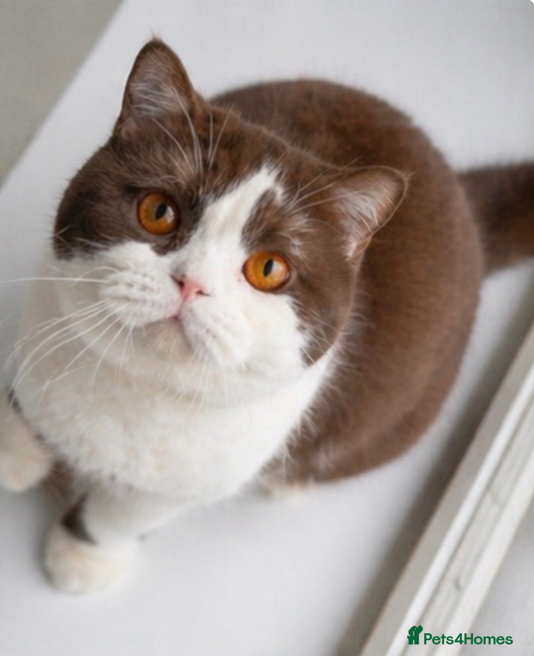 British Shorthair cats 1 Retired Queen left - Advert 17