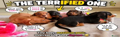 Miniature Dachshund 4