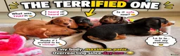 Miniature Dachshund dogs for sale: Pra clear mini dachshunds  - Advert 3
