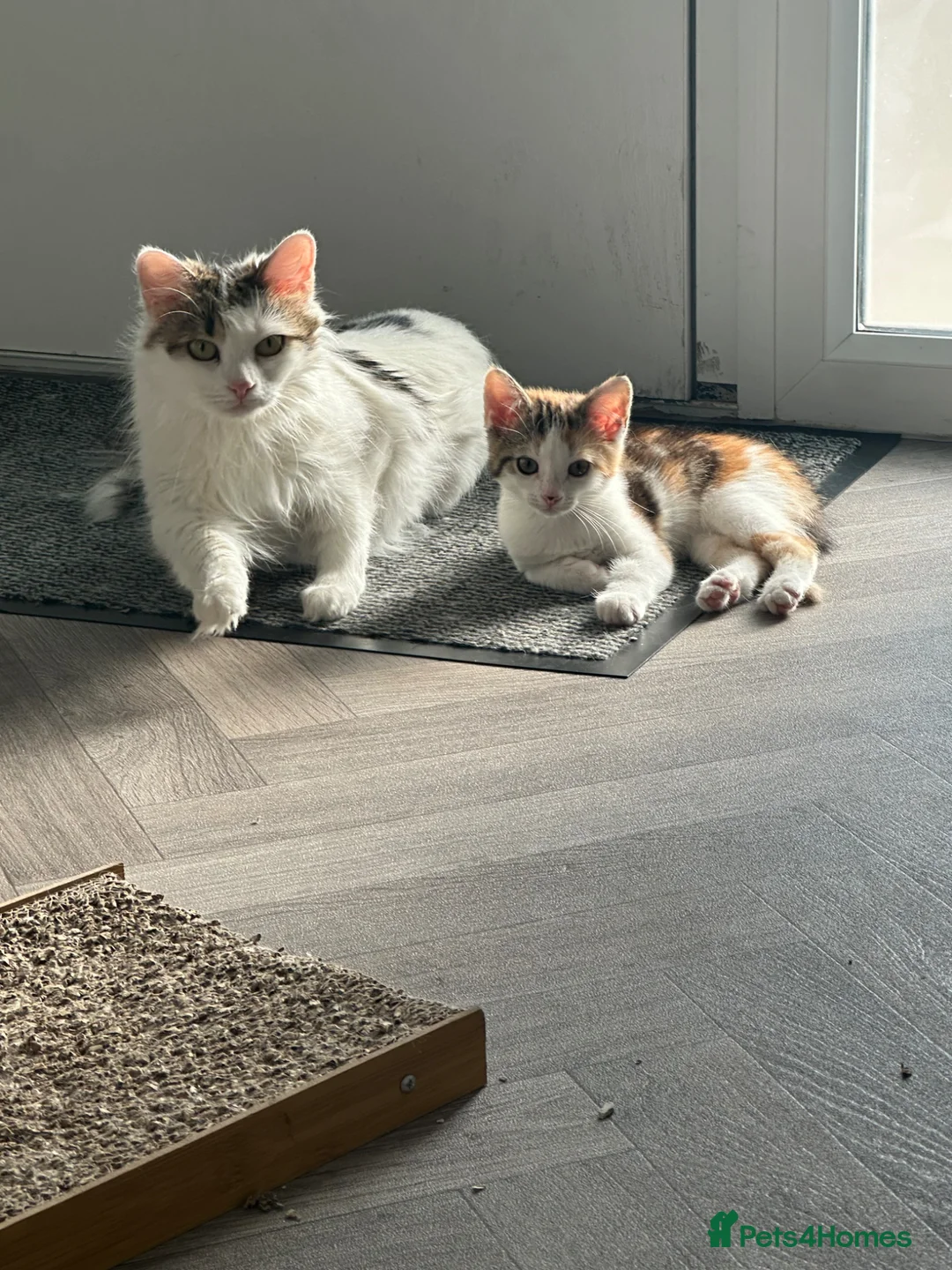 Aegean cats for sale: Adorable Calico Kitten For Sale - Advert 5