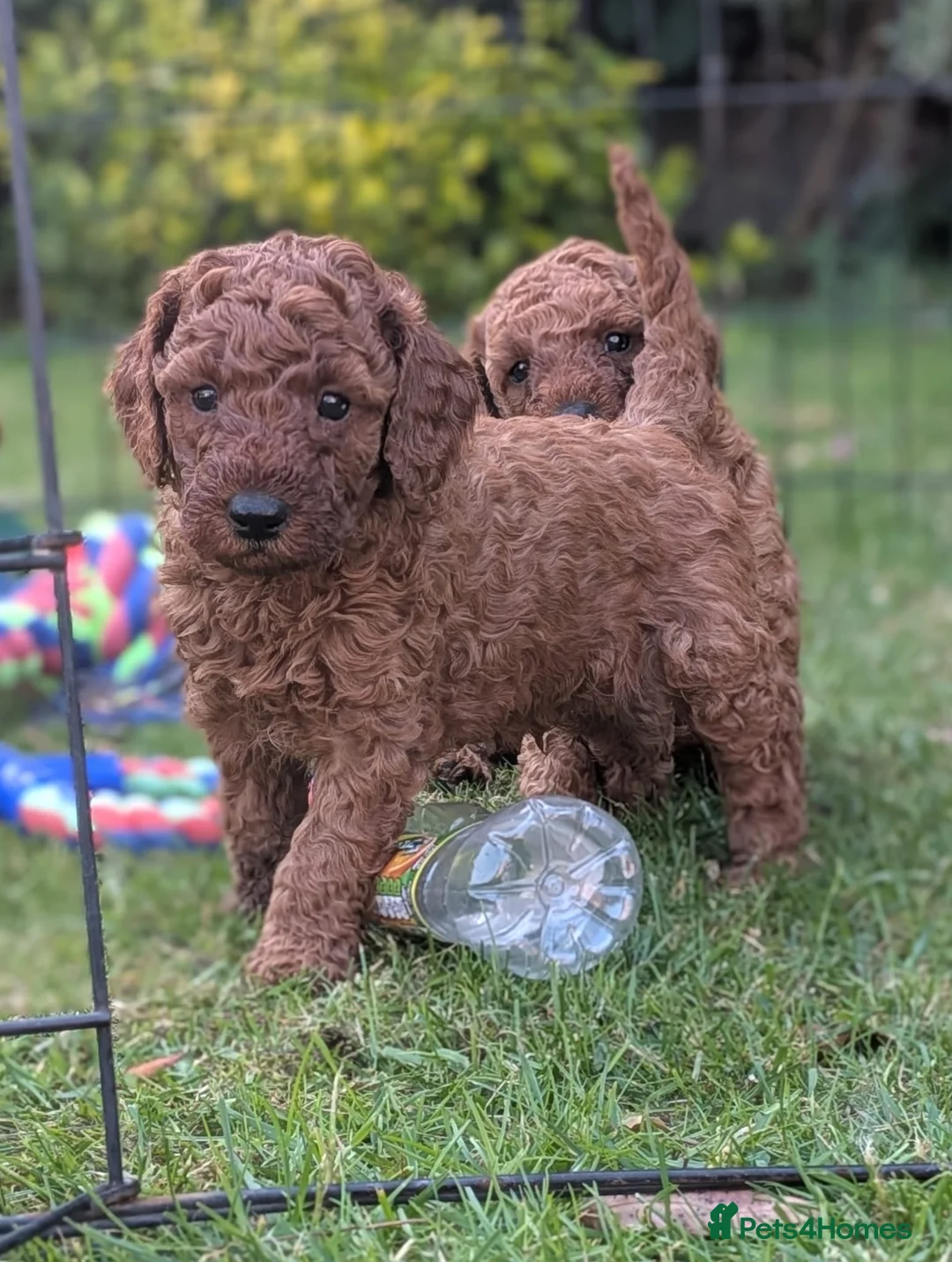 Cavapoo dogs for sale: Cavapoo Puppies Born to Steal Hearts - Advert 1