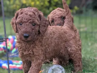 Cavapoo dogs Cavapoo Puppies Born to Steal Hearts - Advert 5