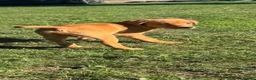 Labrador Retriever dogs for sale: 🦊 Gorgeous Fox Red Labrador Boy – KC Registered - Advert 6