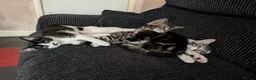 Mixed Breed cats for sale: 5 Beautiful Kittens need loving home - Advert 20