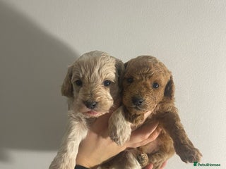 Cockapoo dogs ONLY TWO GIRLS LEFT BEAUTIFUL LITTER OF COCKAPOO - Advert 15