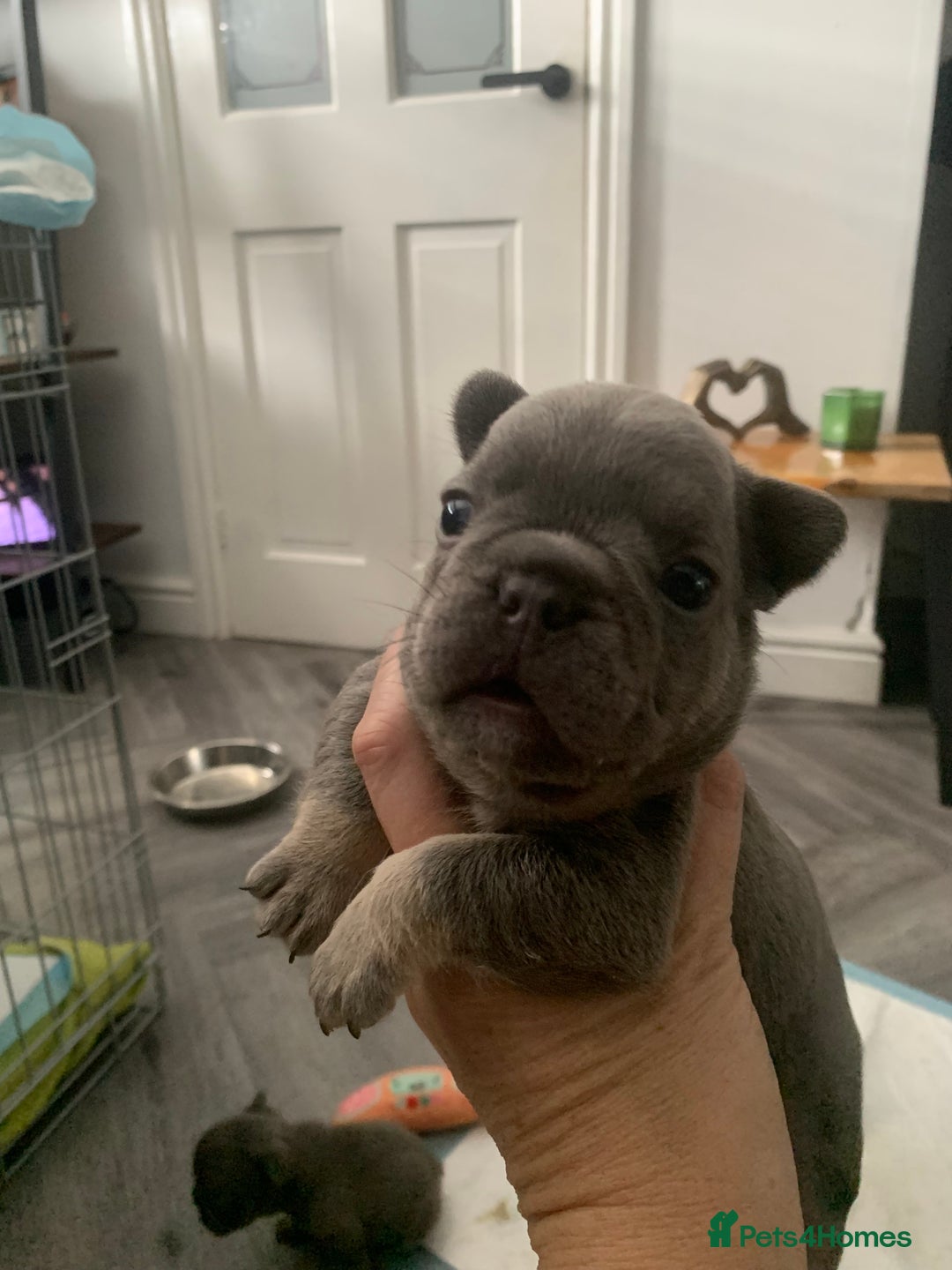 French Bulldog dogs for sale:  French Bulldog beautiful litter of boys and girls - Image 8