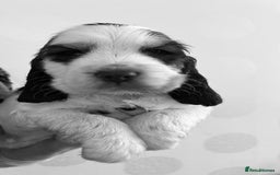 Cocker Spaniel dogs for sale: KC Show cocker spaniel pups chocolate Sable Roan   - Image 22