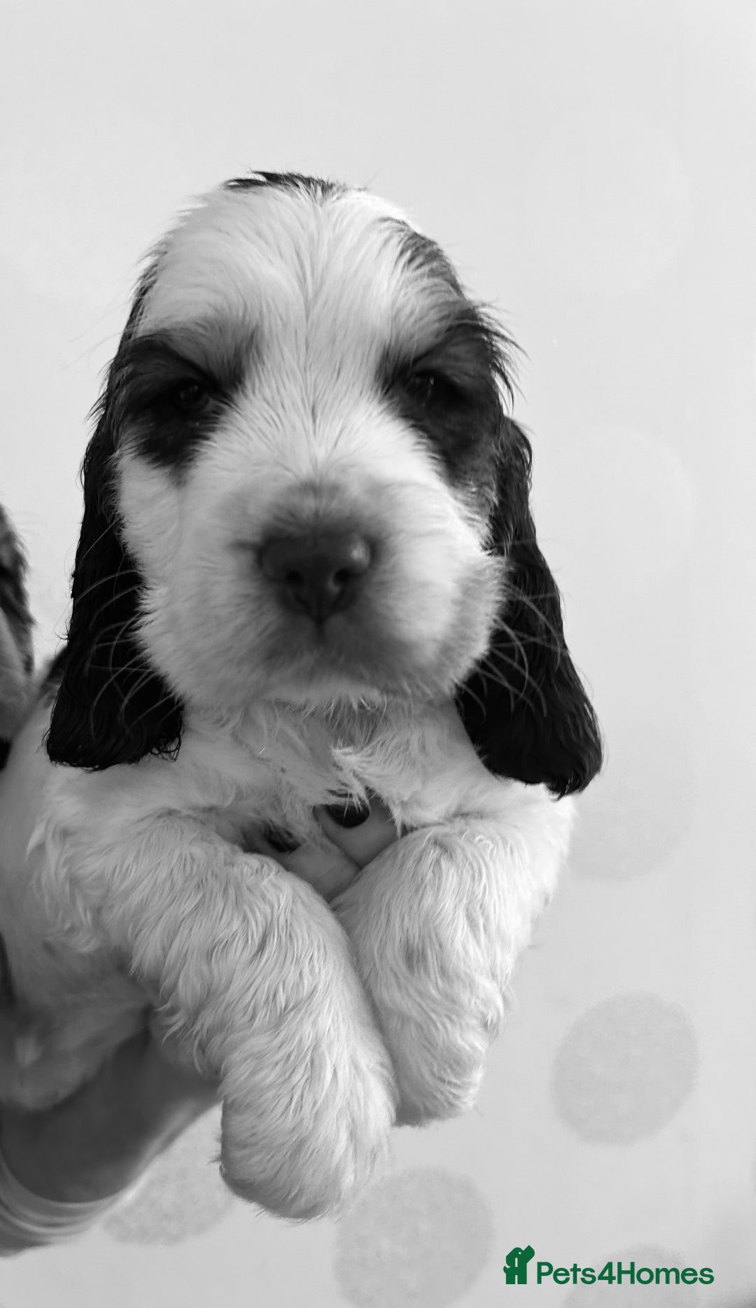 Cocker Spaniel dogs for sale: KC Show cocker spaniel pups chocolate Sable Roan   - Image 22