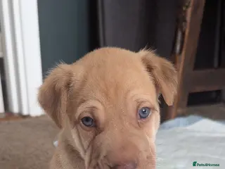 Mixed Breed dogs German shepherd cross spaniel/staff in Southampton - Advert 10