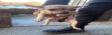 Chihuahua Puppy 1