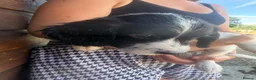 Sprocker dogs for sale: Sprocker puppys - Advert 4