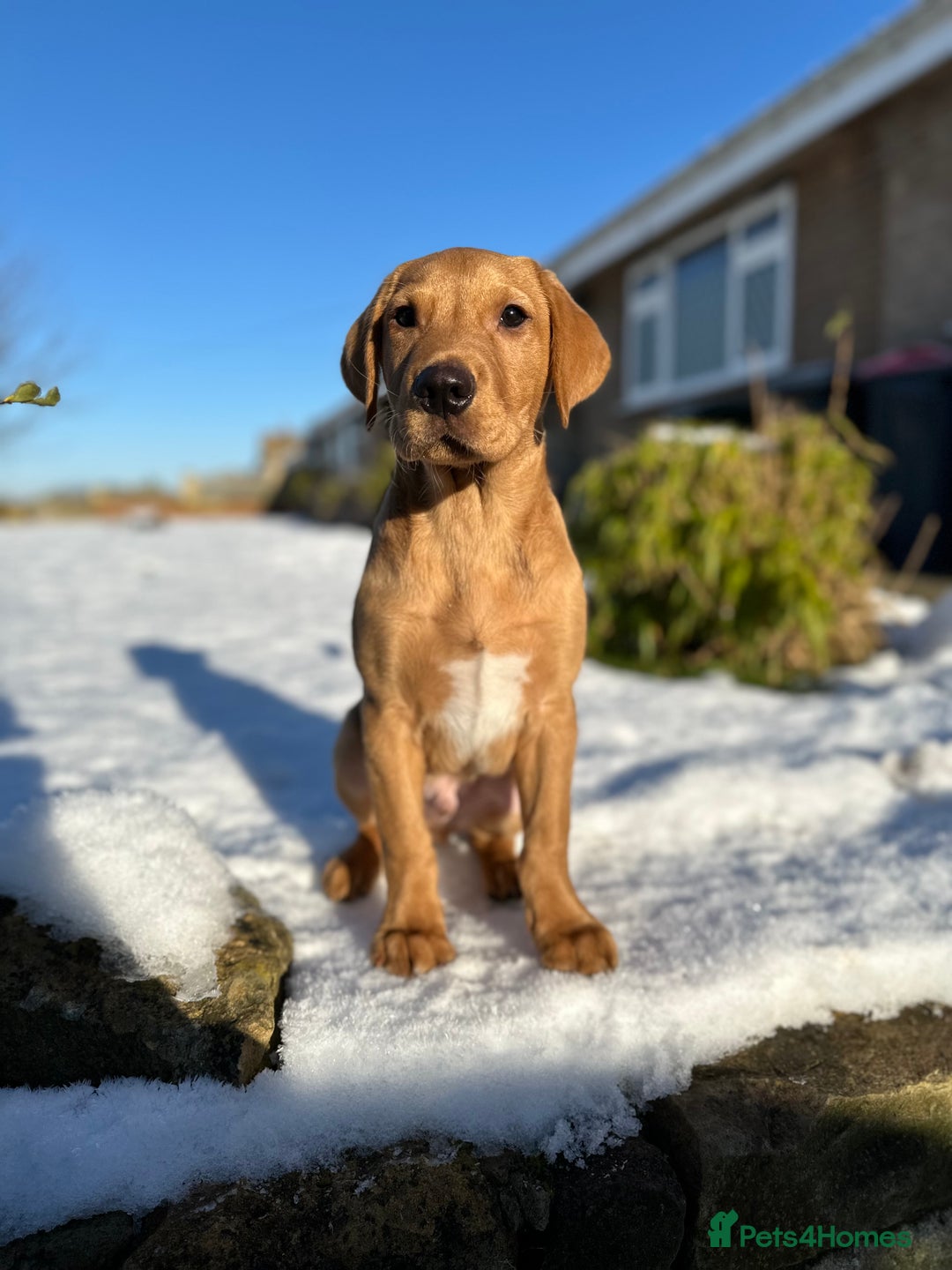 Labrador Retriever dogs for stud: 🐾 Stud Dog Available Soon – Enquiries Welcome 🐾 - Image 2