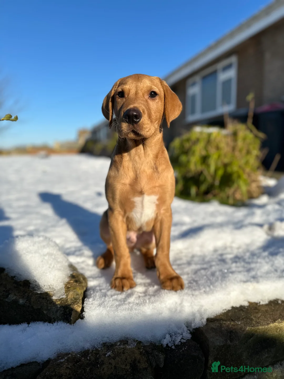 Labrador Retriever dogs for stud: 🐾 Stud Dog Available Soon – Enquiries Welcome 🐾 - Advert 2