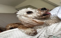 Australian Labradoodle dogs for sale: Daisy and Lilly  - Image 10