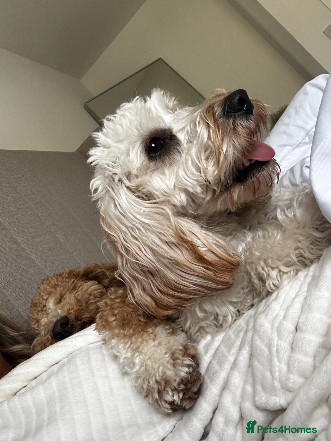 Australian Labradoodle dogs for sale: Daisy and Lilly  - Image 10