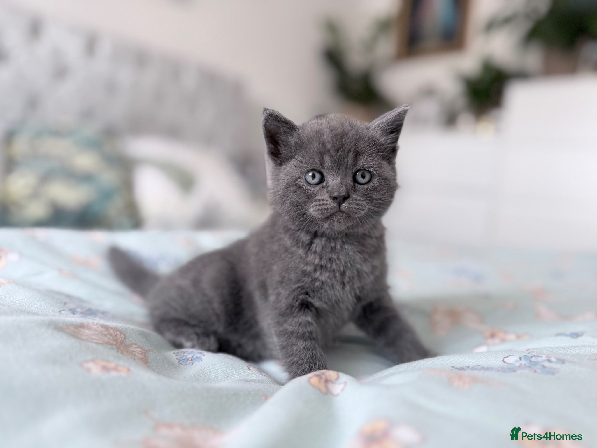 British Shorthair cats British shorthair kittens  - Advert 1