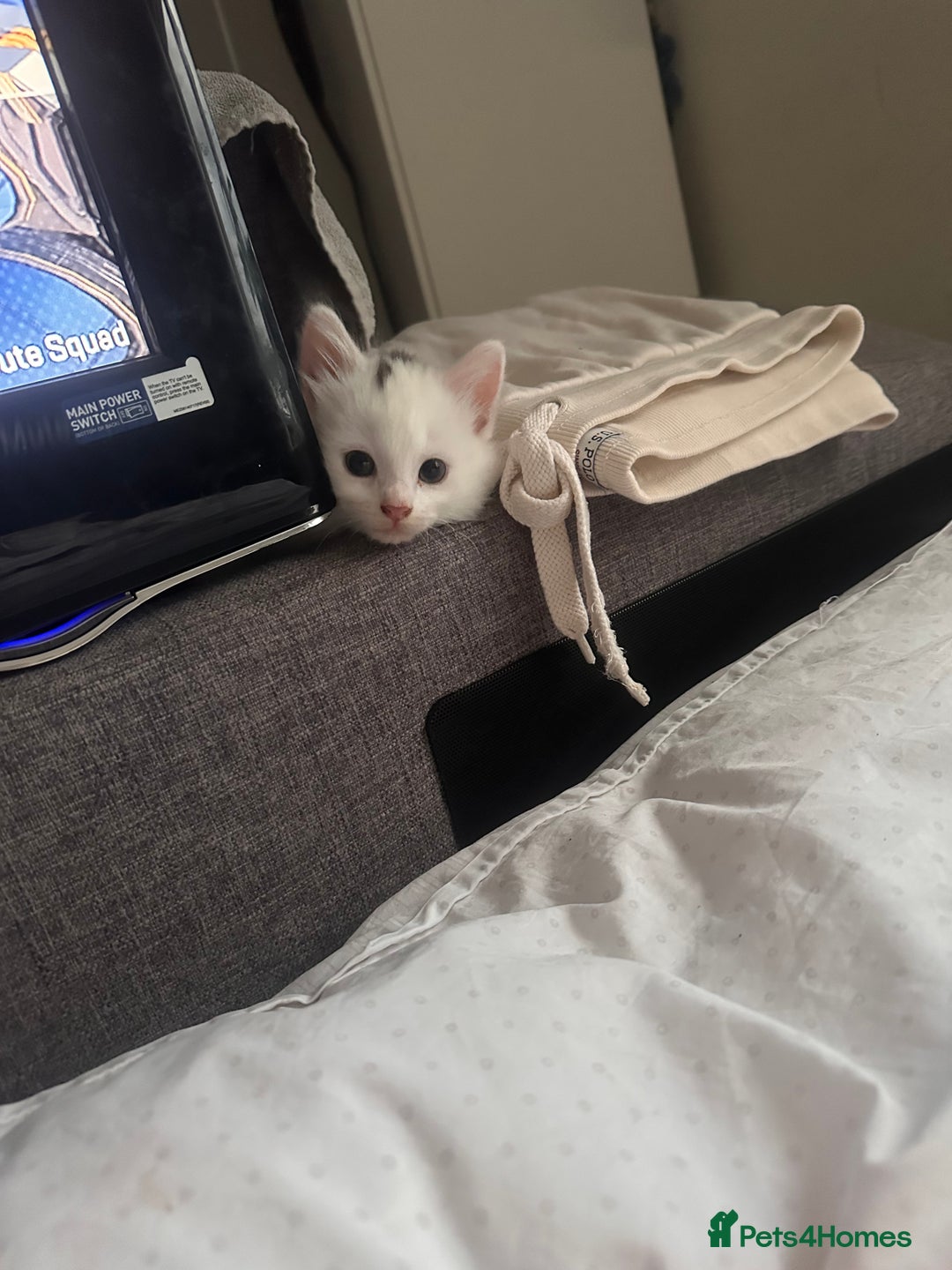 Mixed Breed cats for sale: White girls  - Image 7
