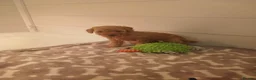 Labradoodle dogs for sale: Miniature labradoodle girls - Advert 8