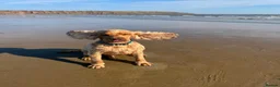 Cocker Spaniel dogs for sale: Golden Show Cocker Spaniel  - Advert 2