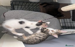 British Shorthair cats for sale: One female kitten for sale - Advert 23