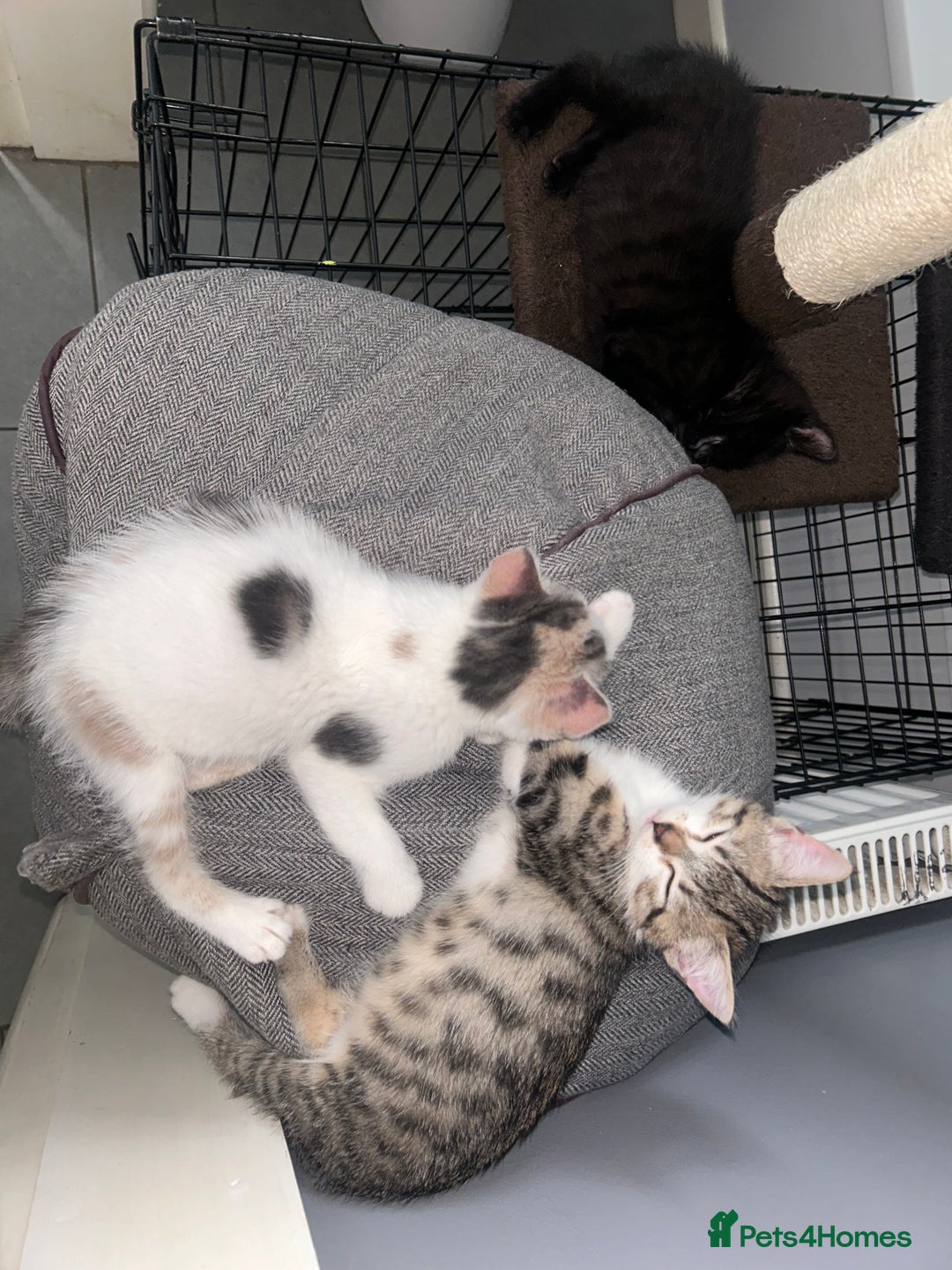 British Shorthair cats for sale: One female kitten for sale - Advert 23