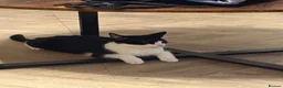 Mixed Breed cats for sale: Loving kittens for a good home BORN 22nd JUNE - Advert 3