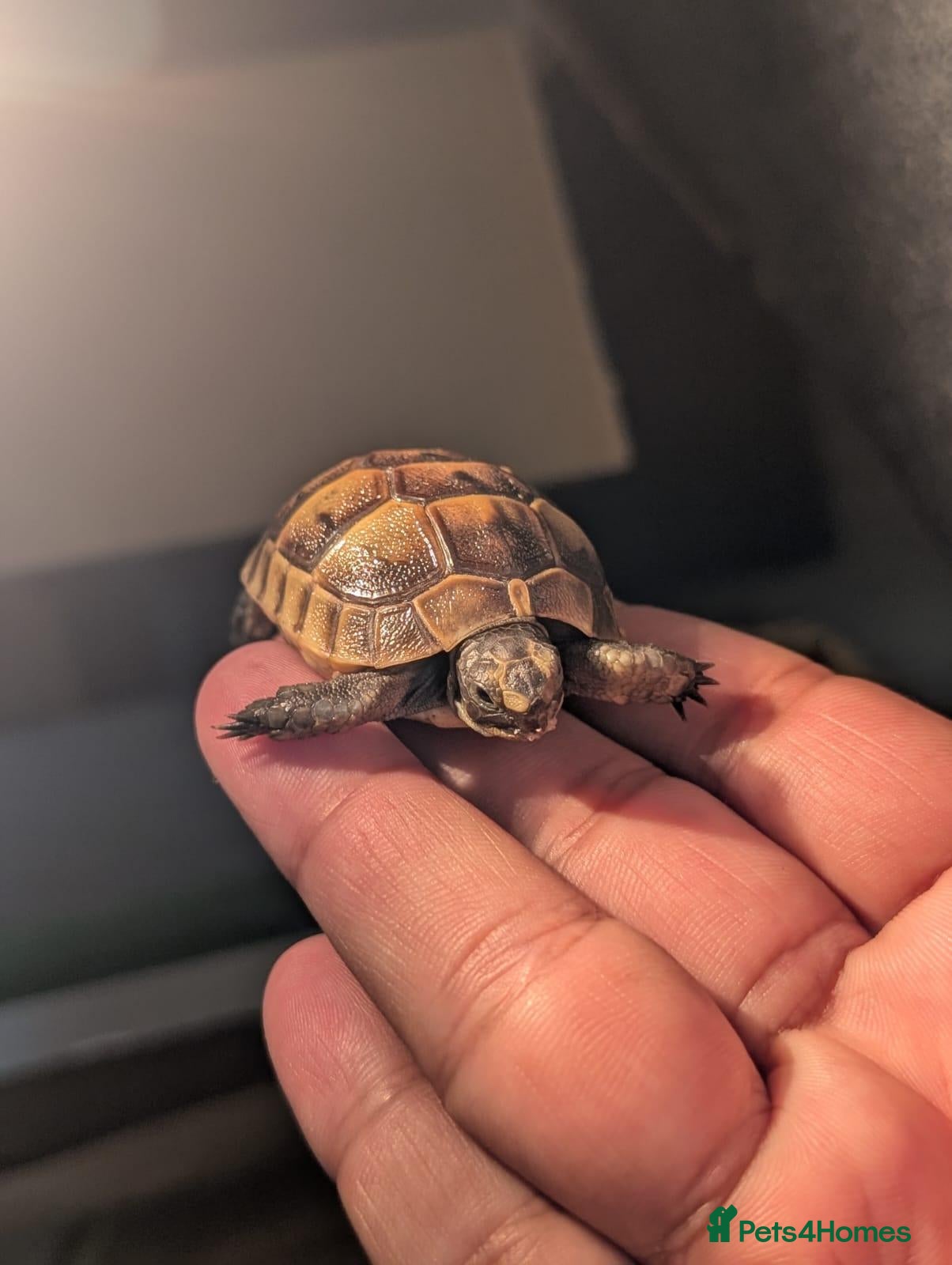 Tortoise reptiles for sale: Baby Spur Tortoise  - Advert 2