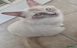 Ragdoll cats for sale: Beautiful Ragdoll Longhair kittens - Image 5