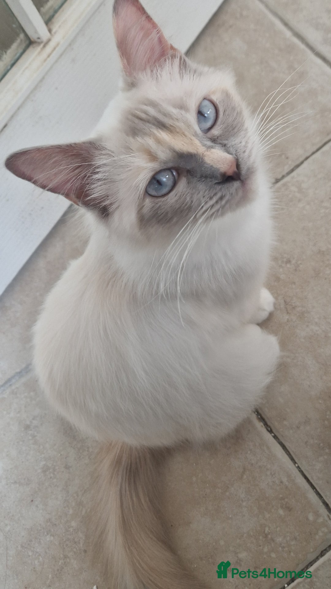Ragdoll cats for sale: Beautiful Ragdoll Longhair kittens - Image 5