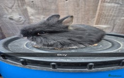 Lionhead rabbits for sale: Baby Lionhead rabbits 8 weeks old - Image 8