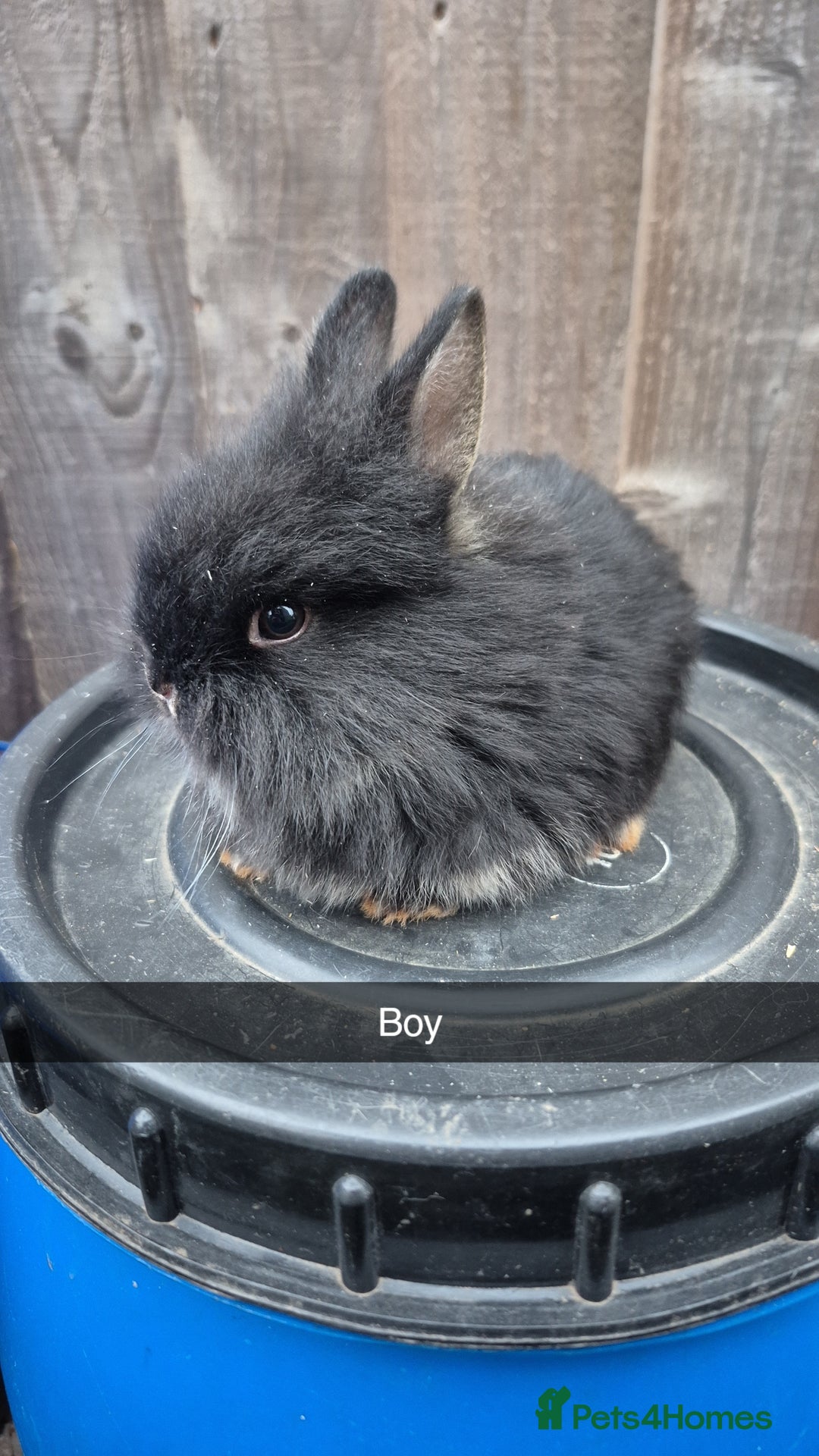 Lionhead rabbits for sale: Baby Lionhead rabbits 8 weeks old - Image 8