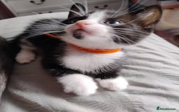 Mixed Breed cats for sale: Beautiful girl - Image 3