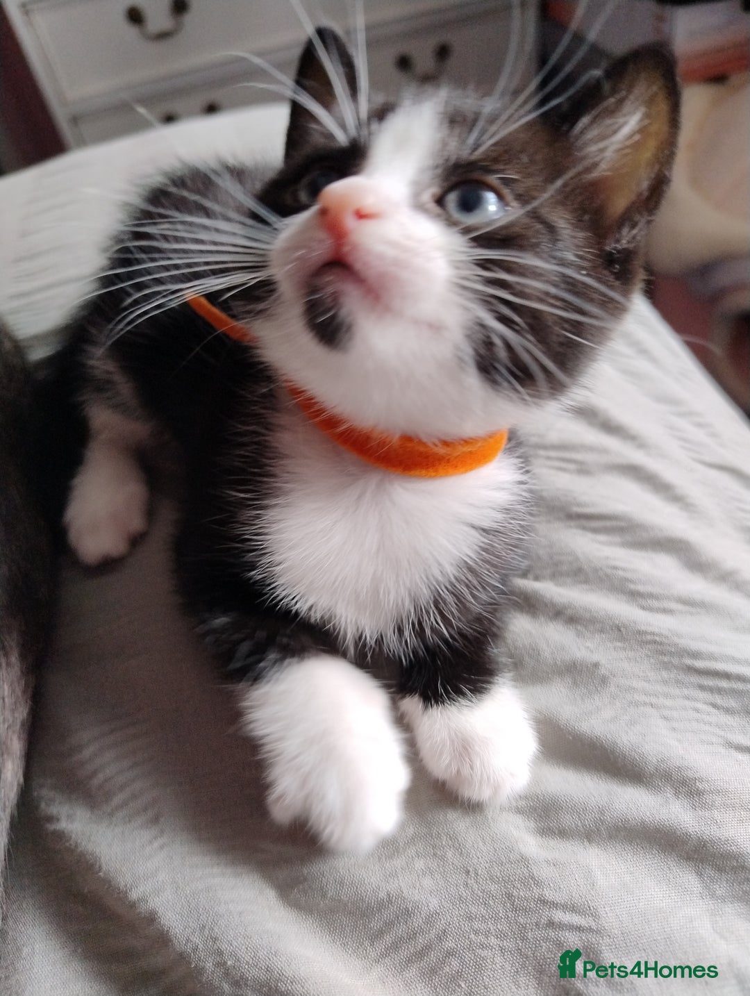Mixed Breed cats for sale: Beautiful girl - Image 3
