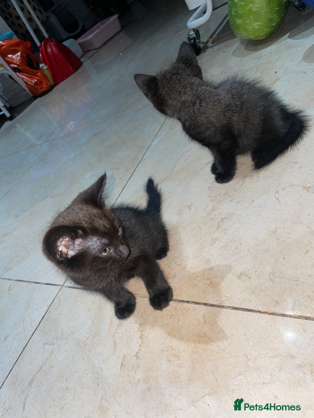 Mixed Breed cats for sale: Russian blu mix  - Image 9