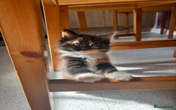 Mixed Breed cats for sale: 5 🩷beautiful kittens looking for a lovely home🩷 - Image 2