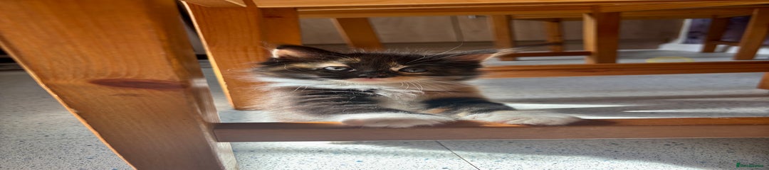 Mixed Breed Kitten 4